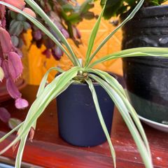 indoor plants