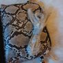 Camomilla  Handbag  x 2.   B.N.W.T. Image 3