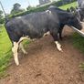 Belgium blue springing heifers Image 8