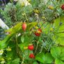 Wild strawberry. Delicious and aromatic berries. Image 6