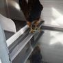 Chicken Coop Image 7