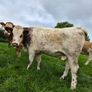 Sim heifers Image 3