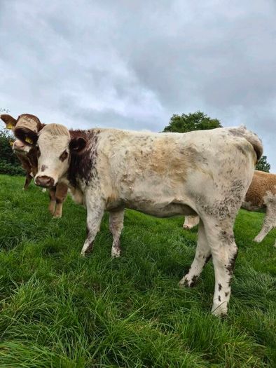 Sim heifers