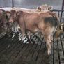 Springing heifers Image 7
