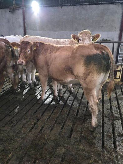 Springing heifers