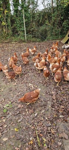 Pullets/hens/roosters/point of lay/
