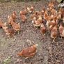 Hens/pullets/chickens Image 10