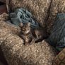 cat Image 2