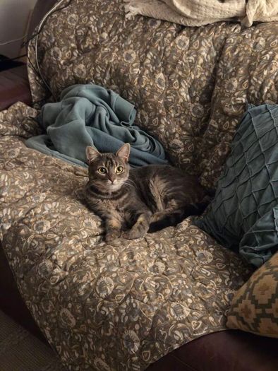 cat
