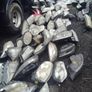 headlights Image 2