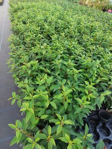 Portuguese Laurel Hedging