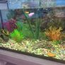 Fish tank Image 2
