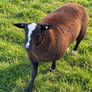4 X Pedigree Zwartble Ram Lambs For Sale Image 2