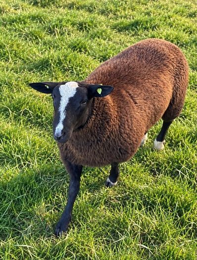4 X Pedigree Zwartble Ram Lambs For Sale