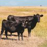 Carrick-on-Shannon Autumn Mixed Breed Show & Sale Image 2