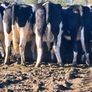 Incalf heifers Image 3