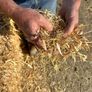Pre Chopped Straw Bales Image 7
