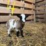 Pigmy goat kids Image 3