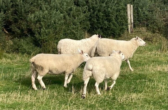 Hoggets and Lambs