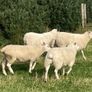 Hoggets and Lambs Image 5