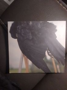 Red Kite CD - Songs For Crow