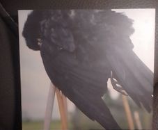 Red Kite CD - Songs For Crow