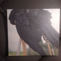Red Kite CD - Songs For Crow
