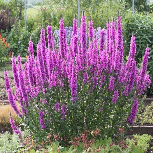 Lythrum salicaria