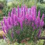 Lythrum salicaria Image 8