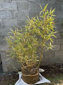 Variegated Bamboo