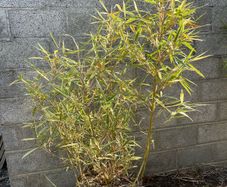 Variegated Bamboo