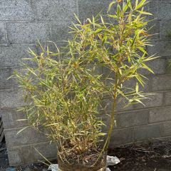 Variegated Bamboo