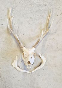 Taxidermy: Real natural deer antlers on skull