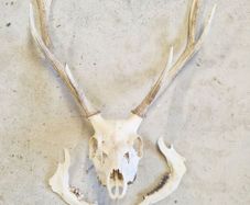 Taxidermy: Real natural deer antlers on skull