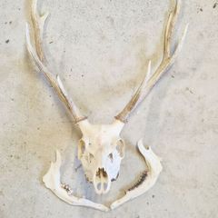 Taxidermy: Real natural deer antlers on skull