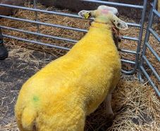 Suftexy ewe lambs