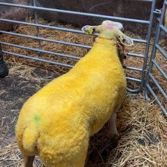 Suftexy ewe lambs