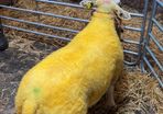Suftexy ewe lambs