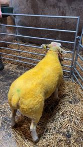 Suftexy ewe lambs
