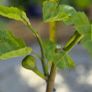 Fig Tree Image 4