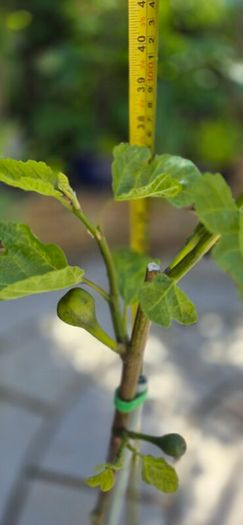 Fig Tree