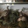 Large cased taxidermy Image 3