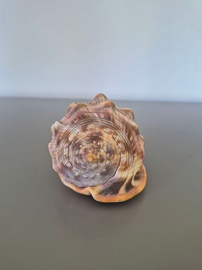 Large Shell Home decor