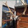 Deer Image 4
