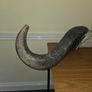 African Water Buffalo Horns Image 4