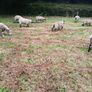 Hardy cross breed ewes for sale....280 Euros Image 10