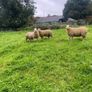 Pedigree Charollais ram lambs Image 5