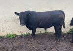 PBR Angus Bulls