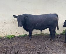 PBR Angus Bulls