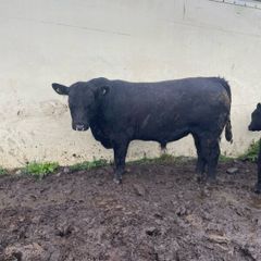 PBR Angus Bulls